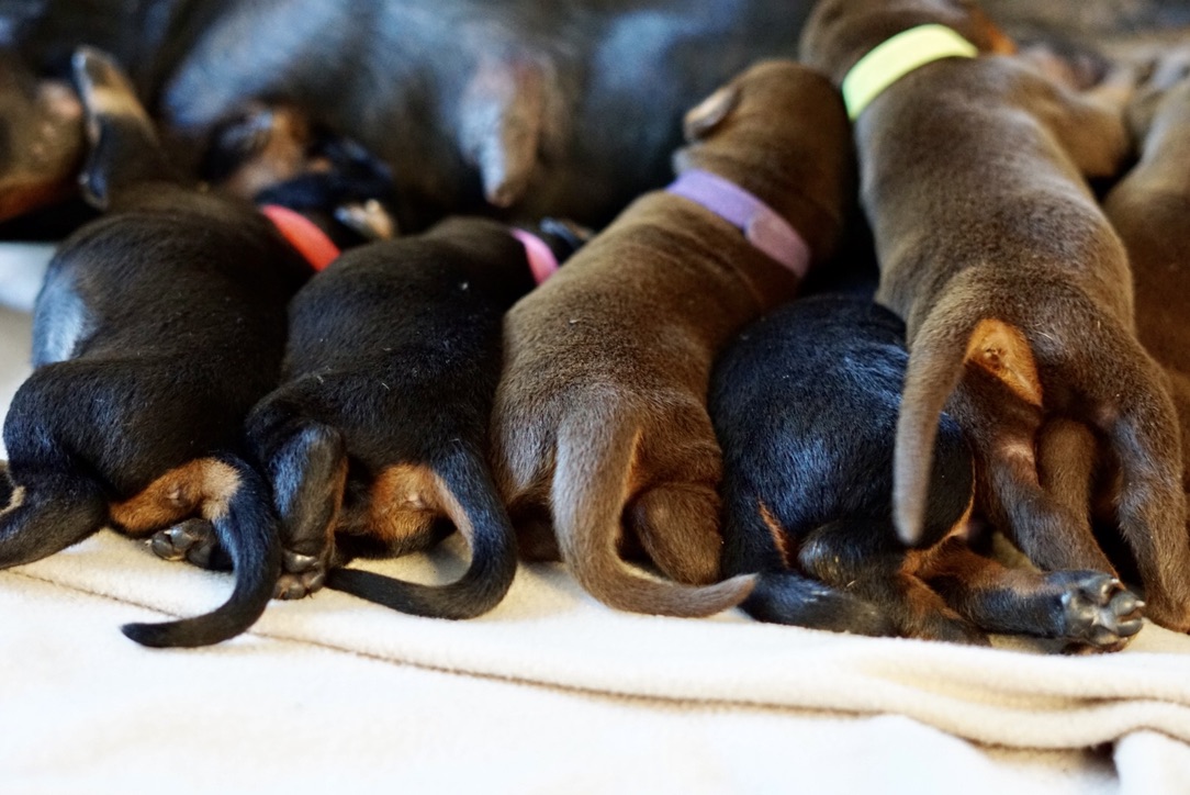 Thoraya Legacy A Litter puppies