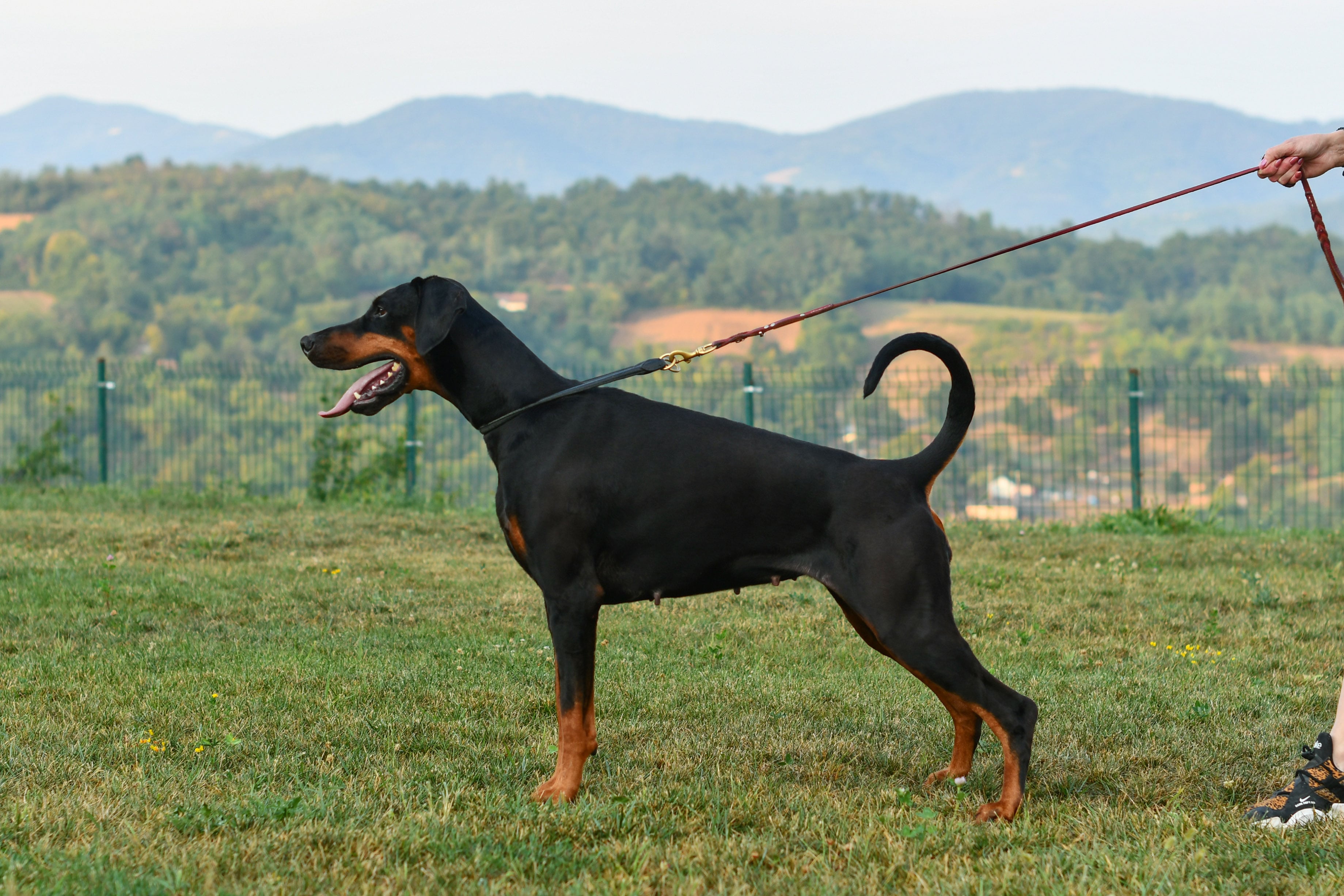 Artemis standing in the landscape