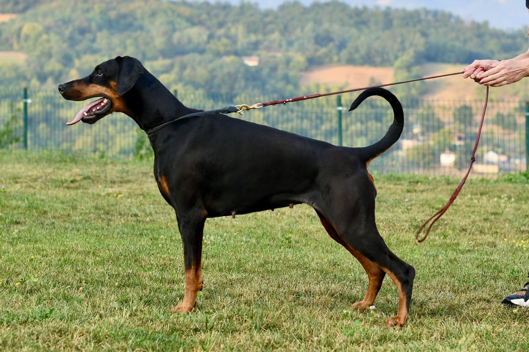 Artemis standing in profile