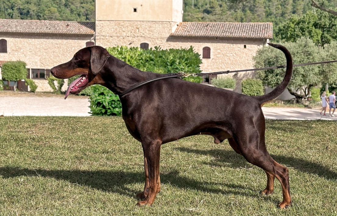 Aurin standing in profile