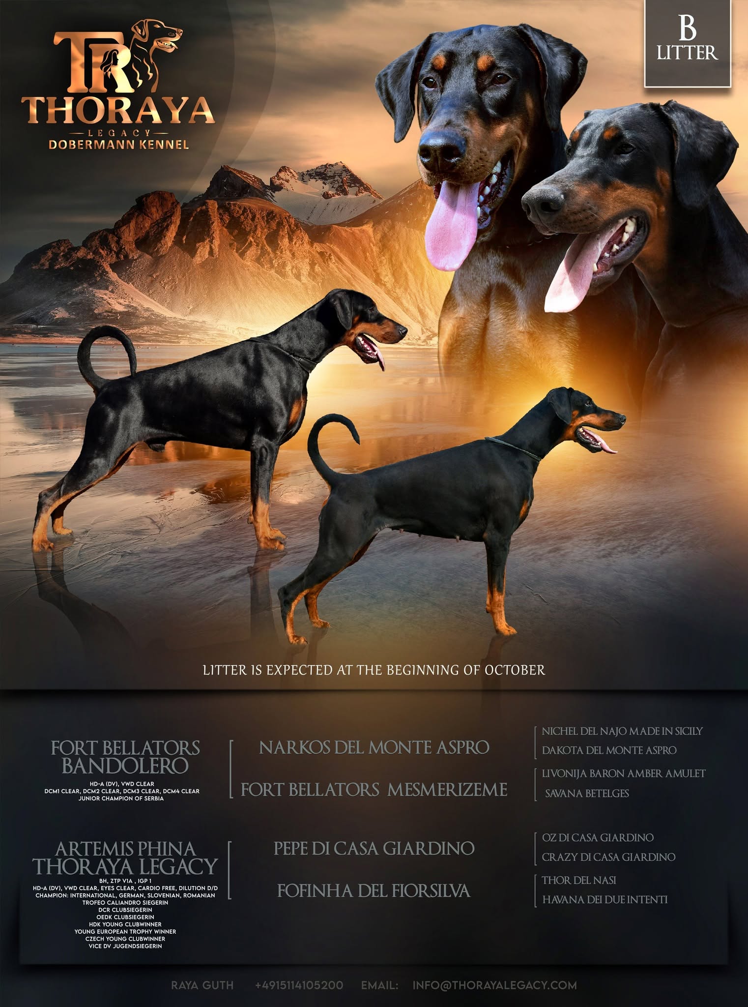 B Litter announcement featuring Fort Bellators Bandolero and Artemis Phina Thoraya Legacy