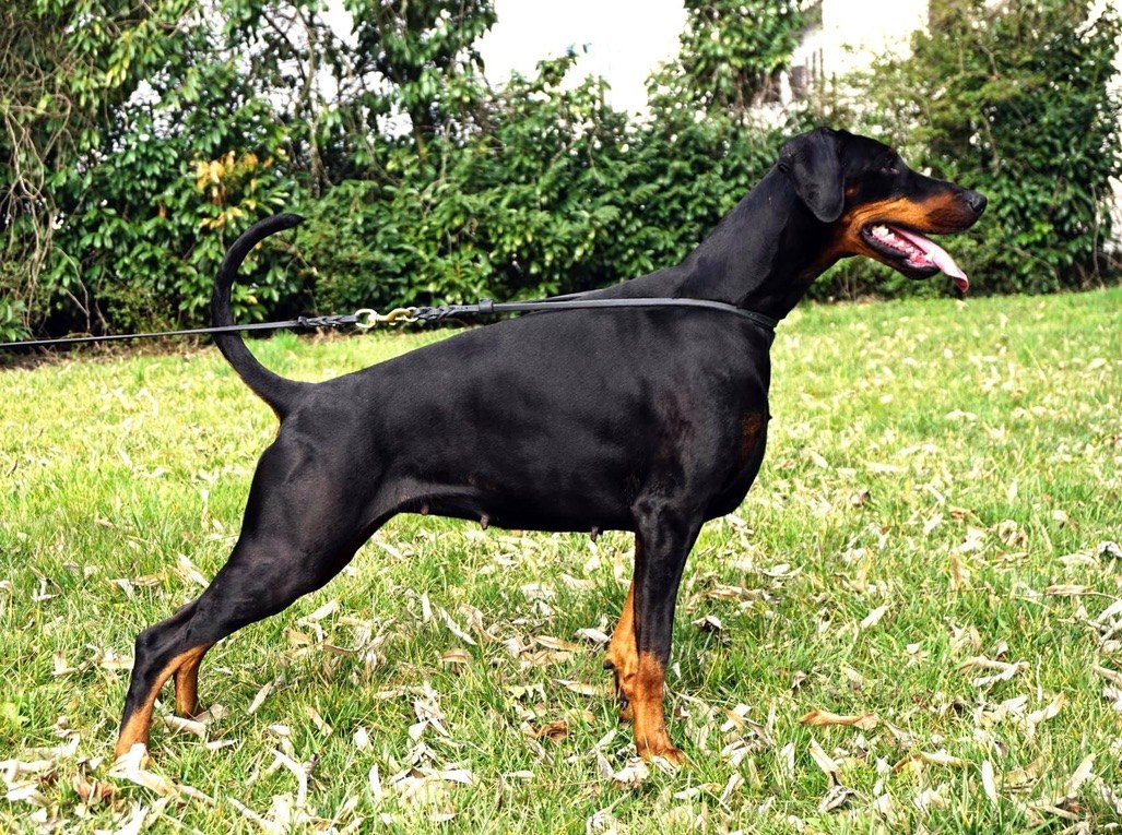 Fofinha standing in profile