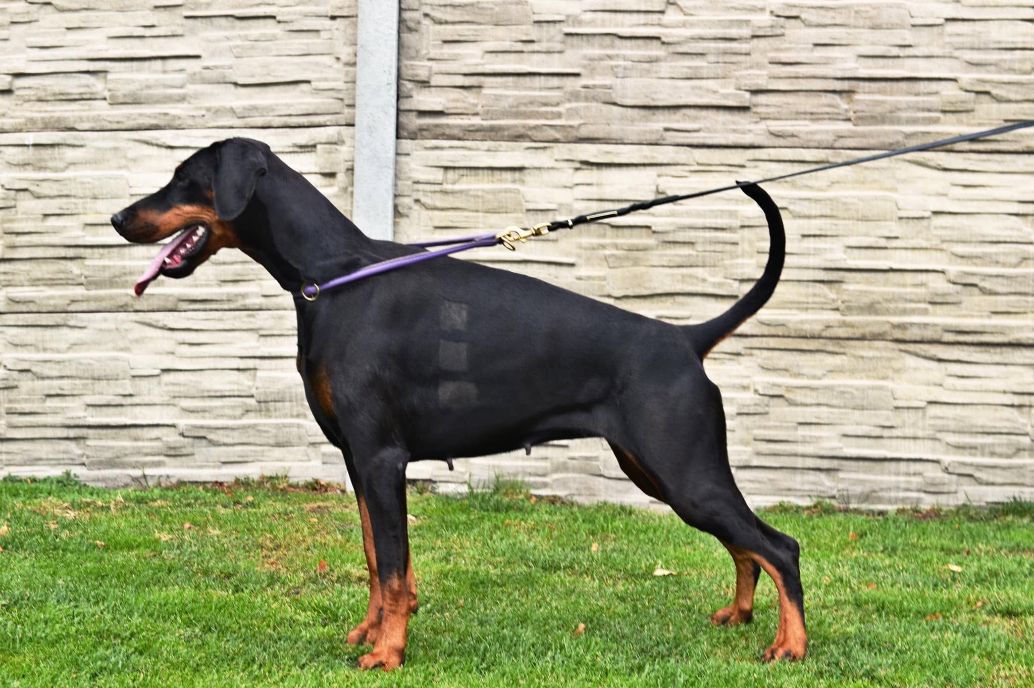 Fofinha standing outdoors