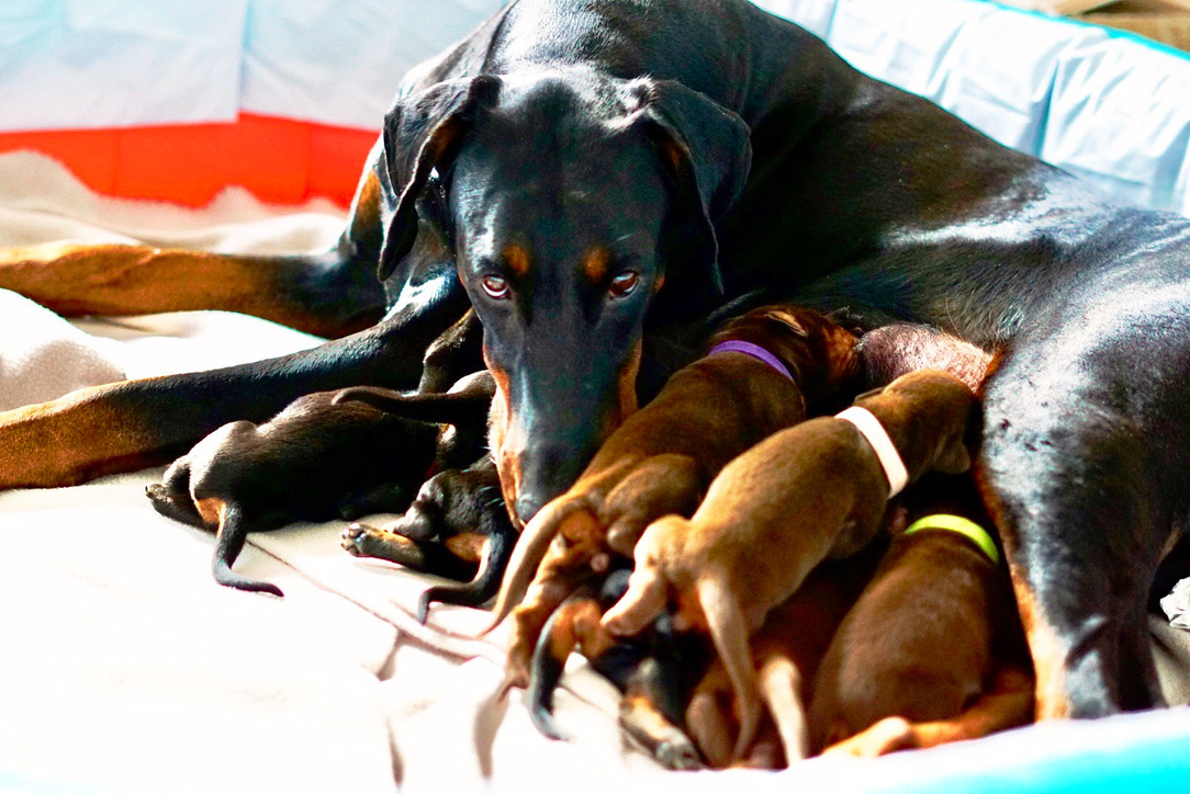 Dobermann mother with her puppies