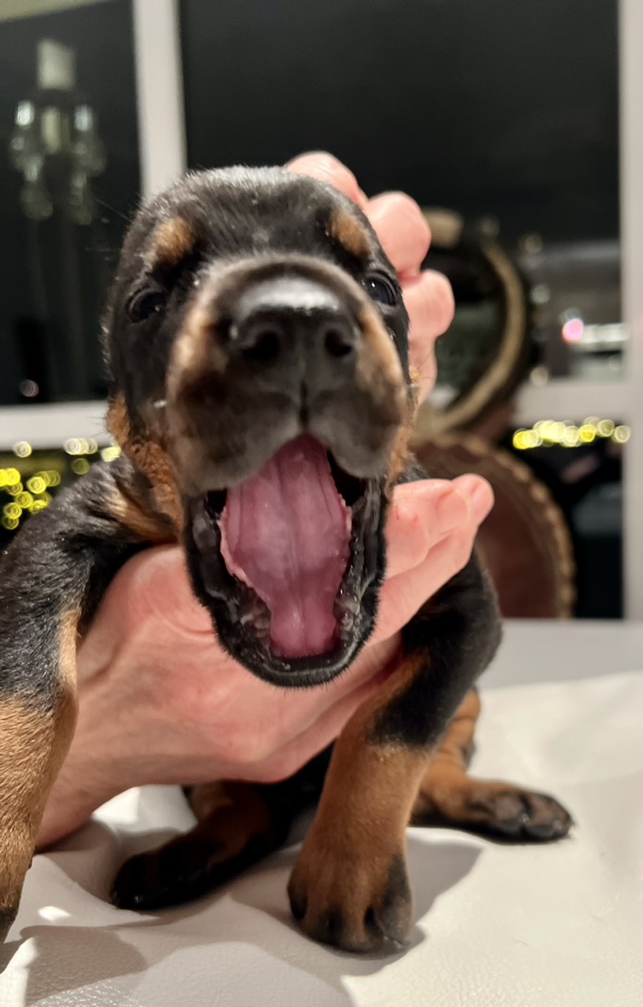 A young Thoraya Legacy Dobermann puppy being held at home